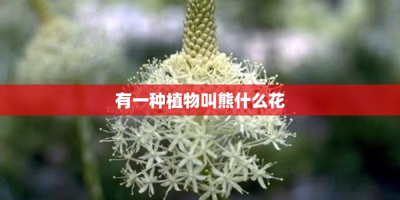 有一种植物叫熊什么花