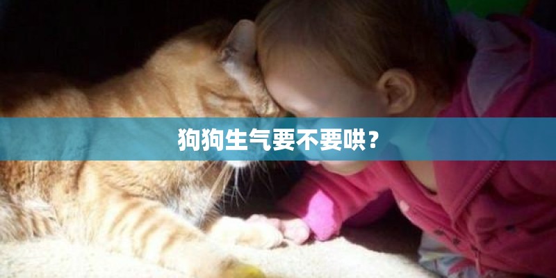 狗狗生气要不要哄？