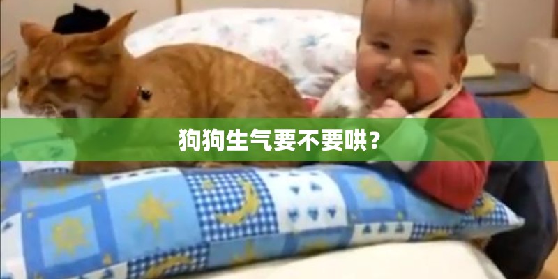 狗狗生气要不要哄？
