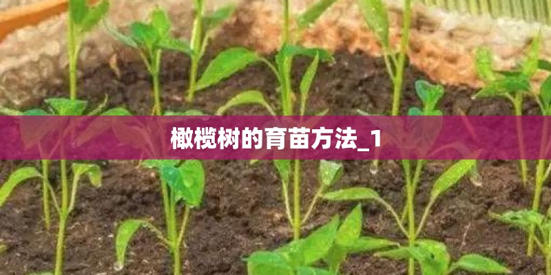 橄榄树的育苗方法_1