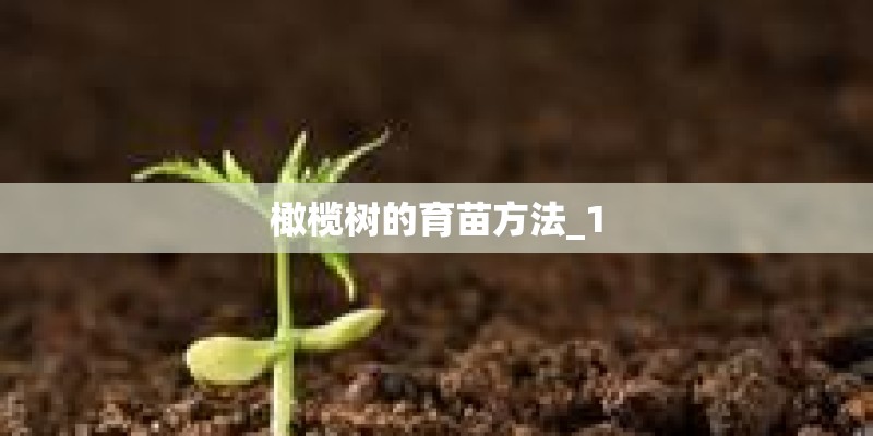 橄榄树的育苗方法_1