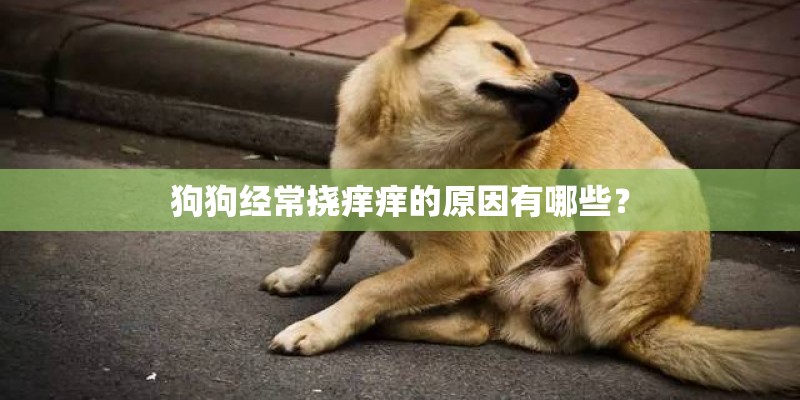 狗狗经常挠痒痒的原因有哪些？