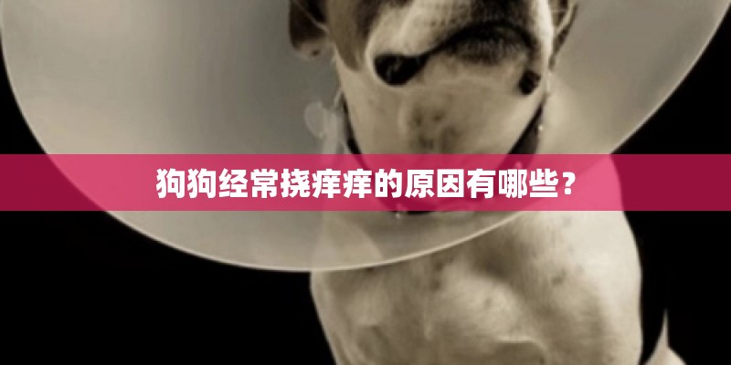 狗狗经常挠痒痒的原因有哪些？