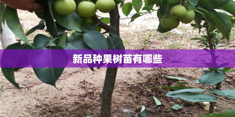 新品种果树苗有哪些