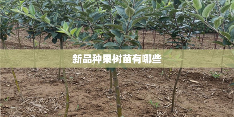 新品种果树苗有哪些 新品种果树苗有哪些