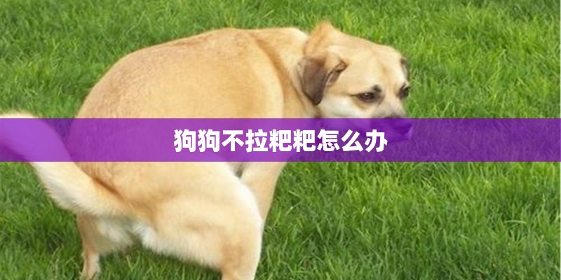 狗狗不拉粑粑怎么办