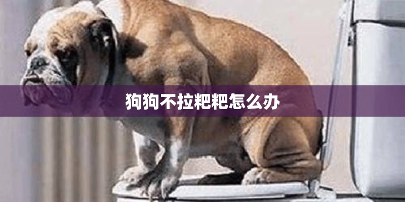 狗狗不拉粑粑怎么办
