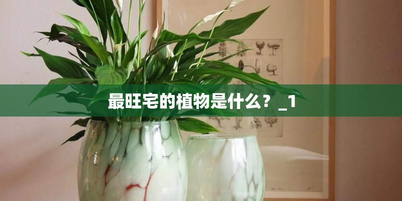最旺宅的植物是什么？_1