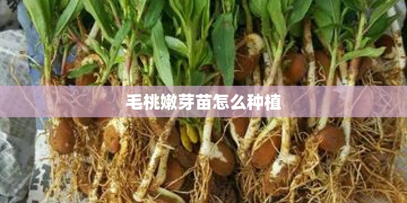毛桃嫩芽苗怎么种植