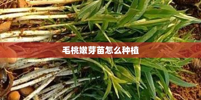 毛桃嫩芽苗怎么种植