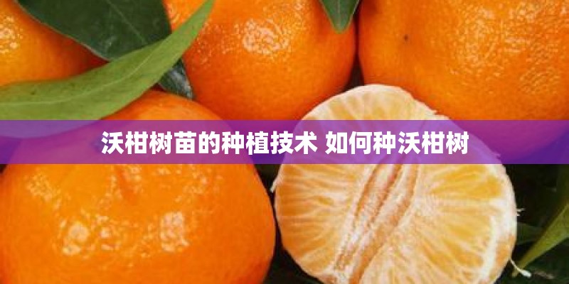 沃柑树苗的种植技术 如何种沃柑树