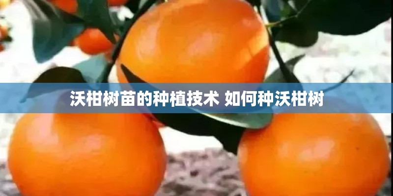 沃柑树苗的种植技术 如何种沃柑树 沃柑树苗的种植技术 如何种沃柑树