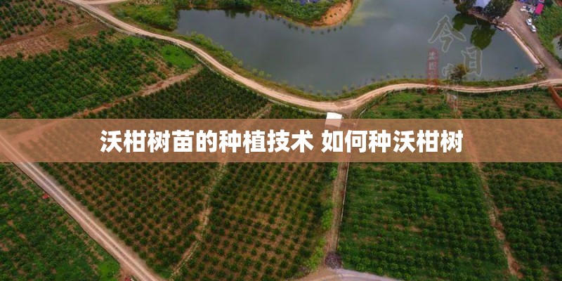 沃柑树苗的种植技术 如何种沃柑树 沃柑树苗的种植技术 如何种沃柑树