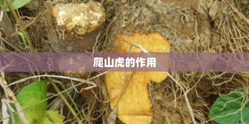 梦幻西游种花有什么心得的啊详细说下