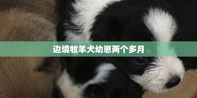 边境牧羊犬幼崽两个多月 边境牧羊犬幼崽两个多月