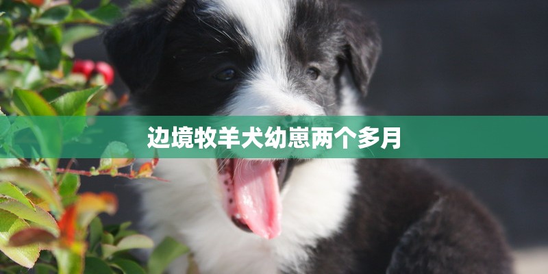边境牧羊犬幼崽两个多月