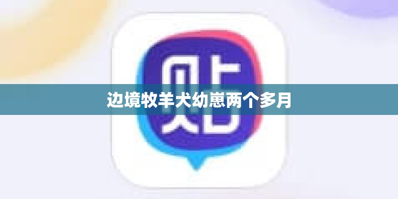 边境牧羊犬幼崽两个多月 边境牧羊犬幼崽两个多月