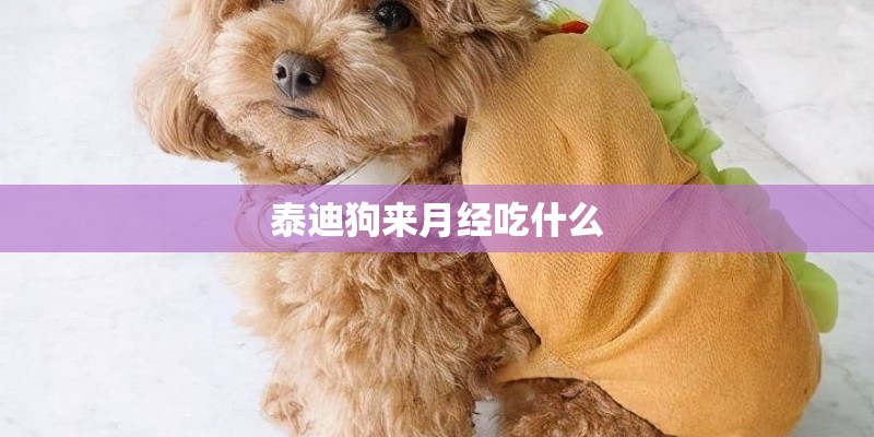泰迪狗来月经吃什么