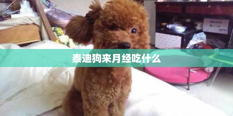 泰迪狗来月经吃什么
