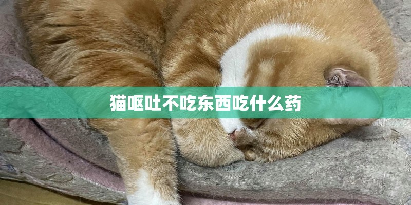 猫呕吐不吃东西吃什么药 猫呕吐不吃东西吃什么药