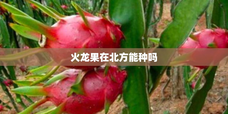 火龙果在北方能种吗