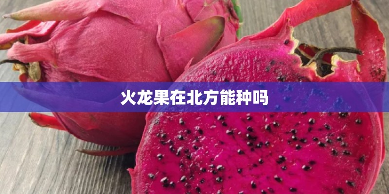 火龙果在北方能种吗
