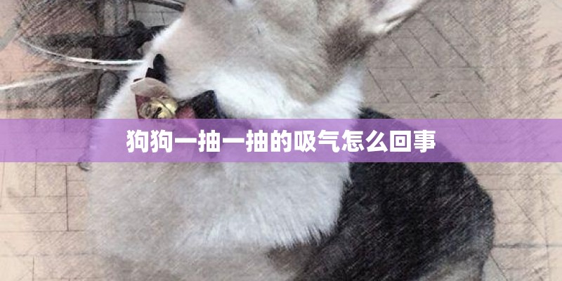 狗狗一抽一抽的吸气怎么回事