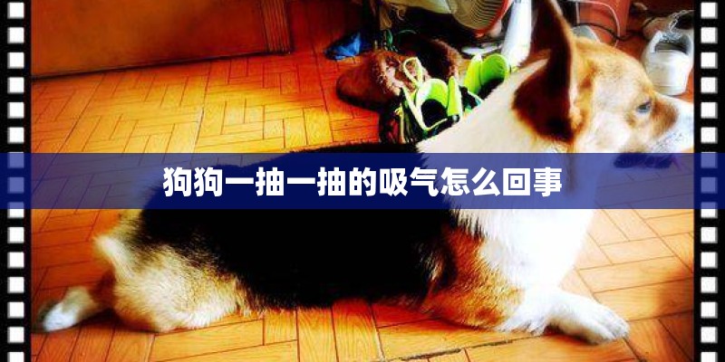 狗狗一抽一抽的吸气怎么回事