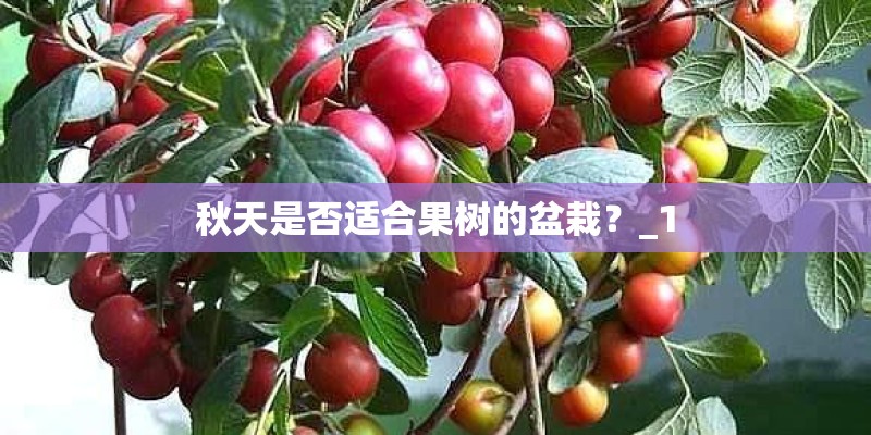 秋天是否适合果树的盆栽？_1