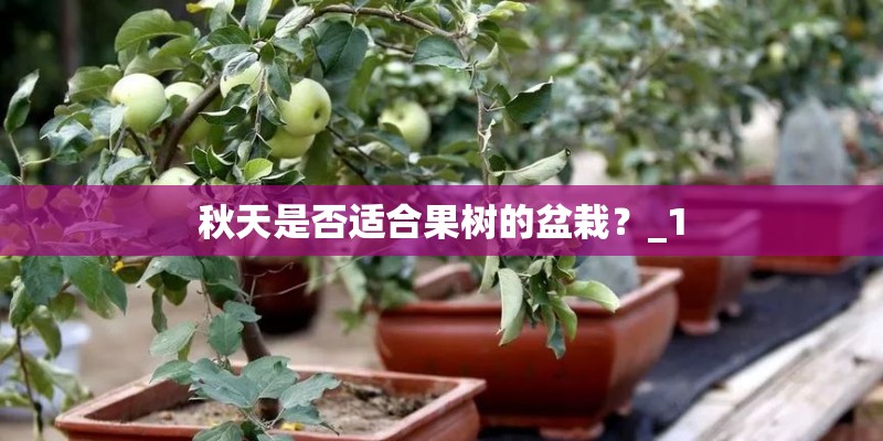 秋天是否适合果树的盆栽？_1