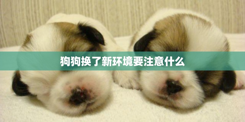 狗狗换了新环境要注意什么 狗狗换了新环境要注意什么