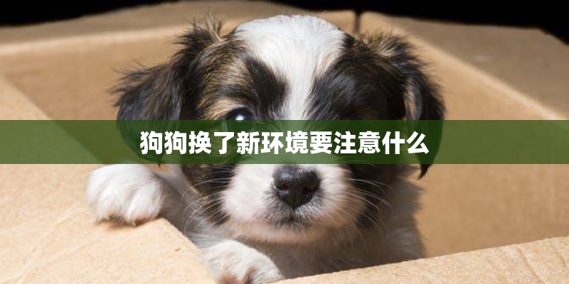 狗狗换了新环境要注意什么 狗狗换了新环境要注意什么