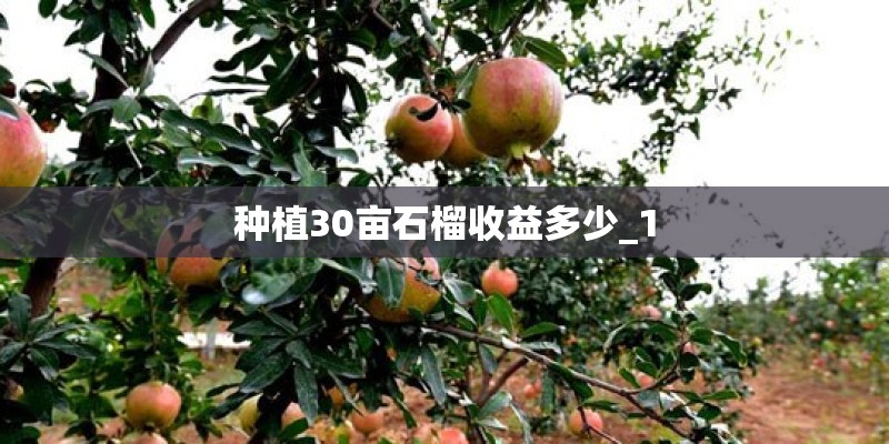 种植30亩石榴收益多少_1