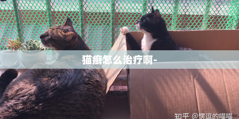 猫癣怎么治疗啊-