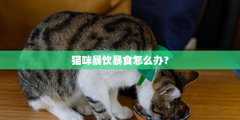 猫咪暴饮暴食怎么办？