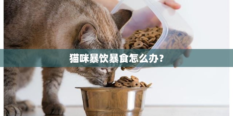 猫咪暴饮暴食怎么办？