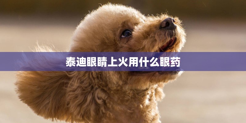 泰迪眼睛上火用什么眼药 泰迪眼睛上火用什么眼药