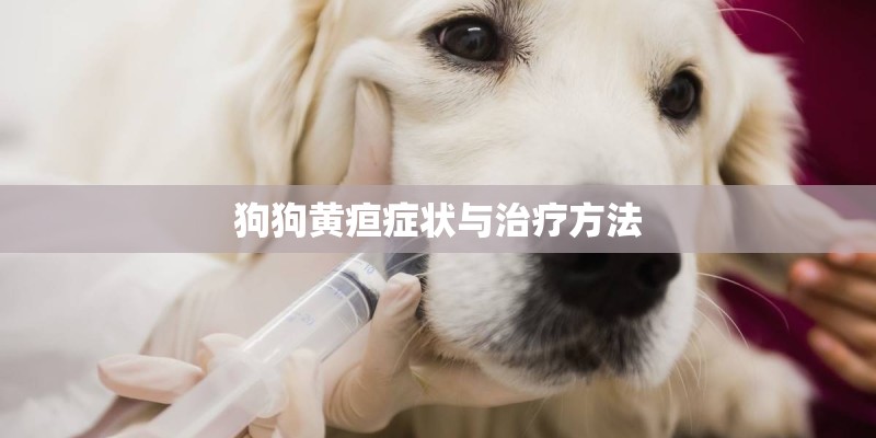 狗狗黄疸症状与治疗方法