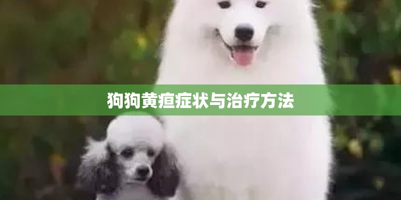 狗狗黄疸症状与治疗方法