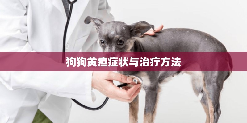 狗狗黄疸症状与治疗方法