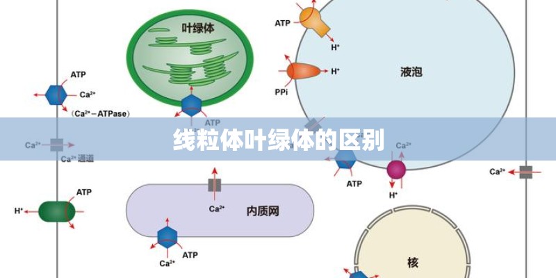 线粒体叶绿体的区别