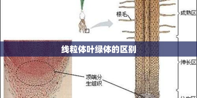 线粒体叶绿体的区别