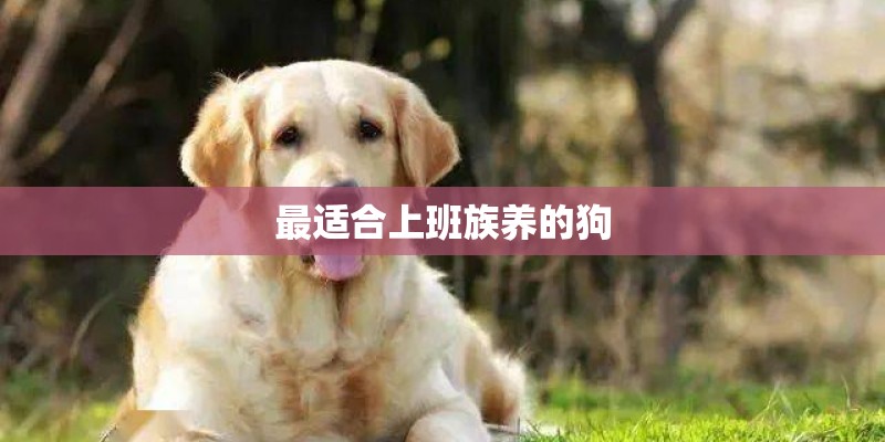 最适合上班族养的狗