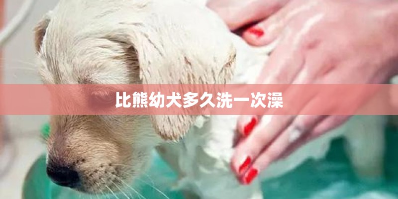 比熊幼犬多久洗一次澡