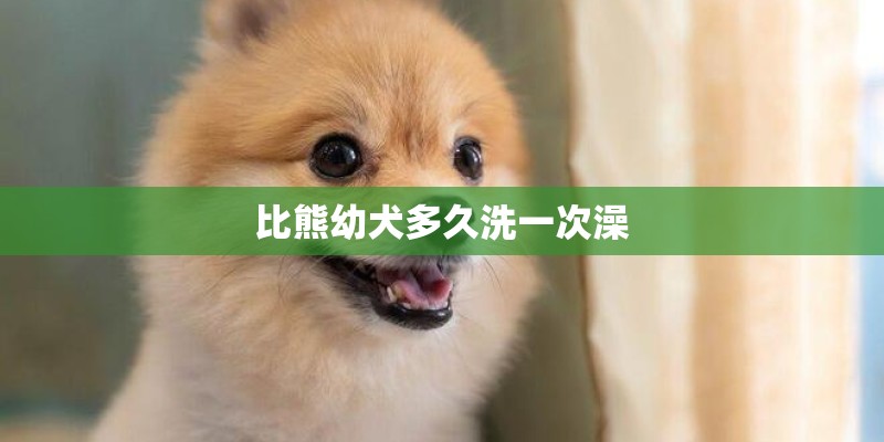 比熊幼犬多久洗一次澡