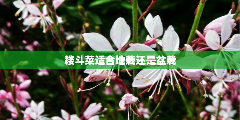 耧斗菜适合地栽还是盆栽