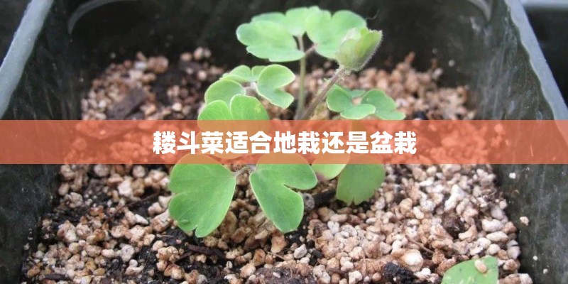 耧斗菜适合地栽还是盆栽 耧斗菜适合地栽还是盆栽
