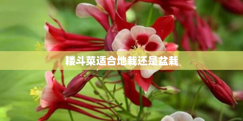 耧斗菜适合地栽还是盆栽 耧斗菜适合地栽还是盆栽