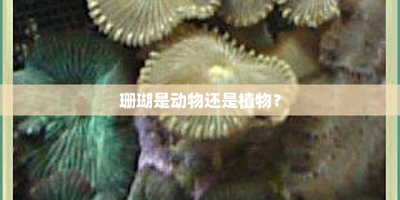 珊瑚是动物还是植物？