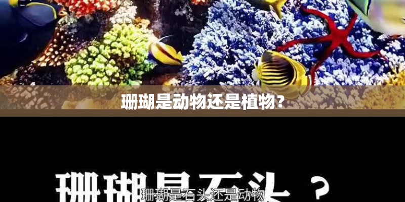 珊瑚是动物还是植物？